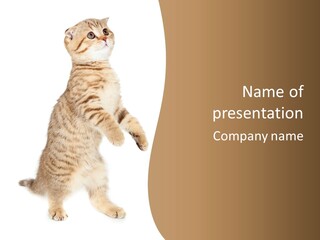 Carnivore Pet Looking PowerPoint Template