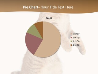 Carnivore Pet Looking PowerPoint Template