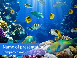 Ocean Tropical Egypt PowerPoint Template