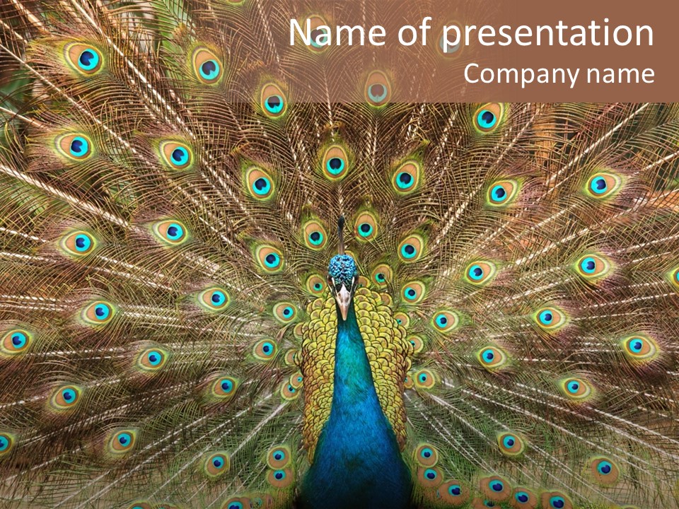 A Peacock With Its Feathers Spread Out PowerPoint Template