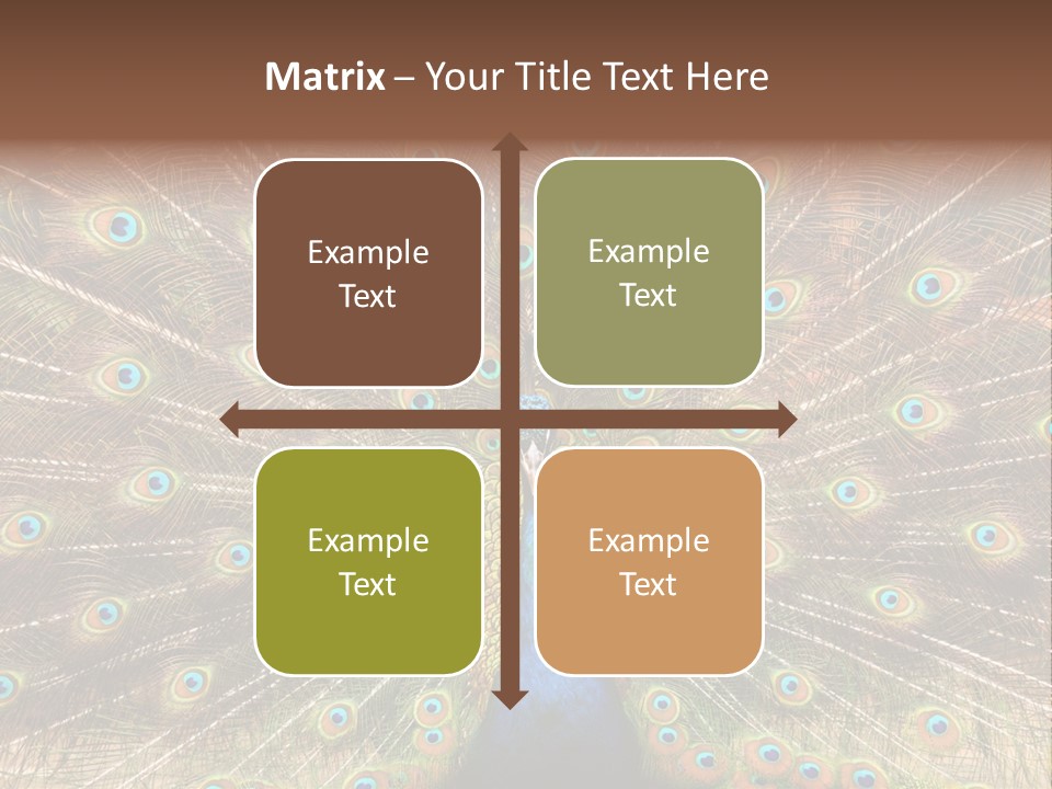 A Peacock With Its Feathers Spread Out PowerPoint Template