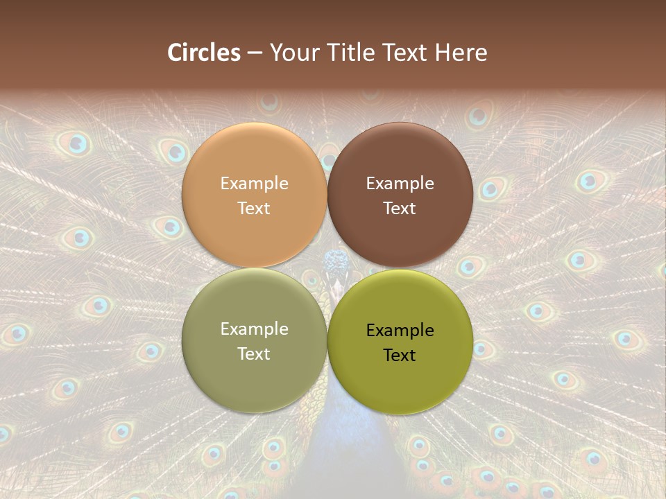 A Peacock With Its Feathers Spread Out PowerPoint Template