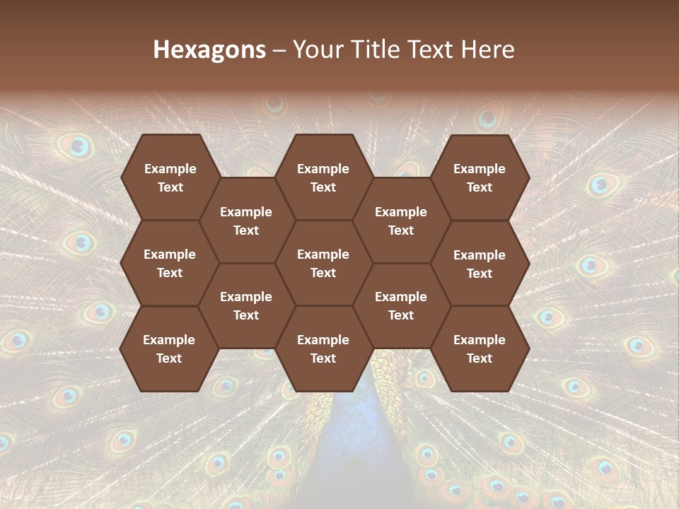 A Peacock With Its Feathers Spread Out PowerPoint Template