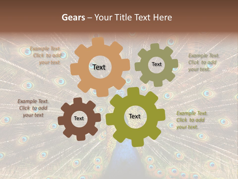 A Peacock With Its Feathers Spread Out PowerPoint Template