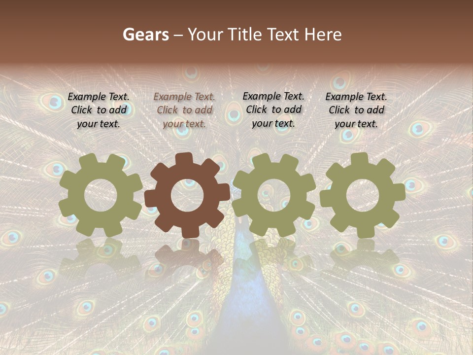 A Peacock With Its Feathers Spread Out PowerPoint Template