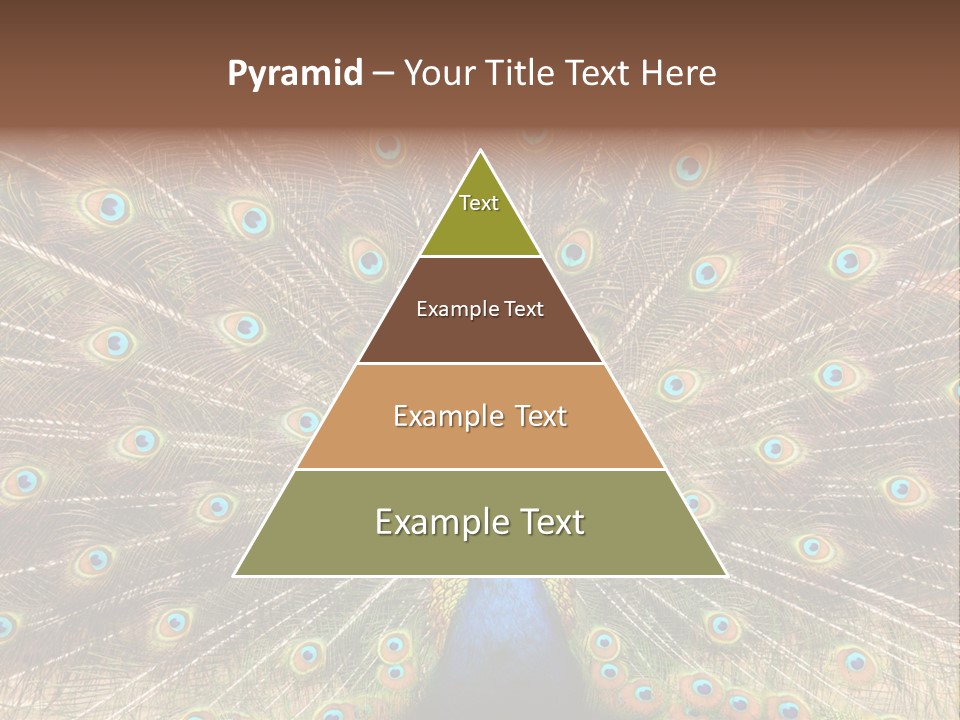 A Peacock With Its Feathers Spread Out PowerPoint Template