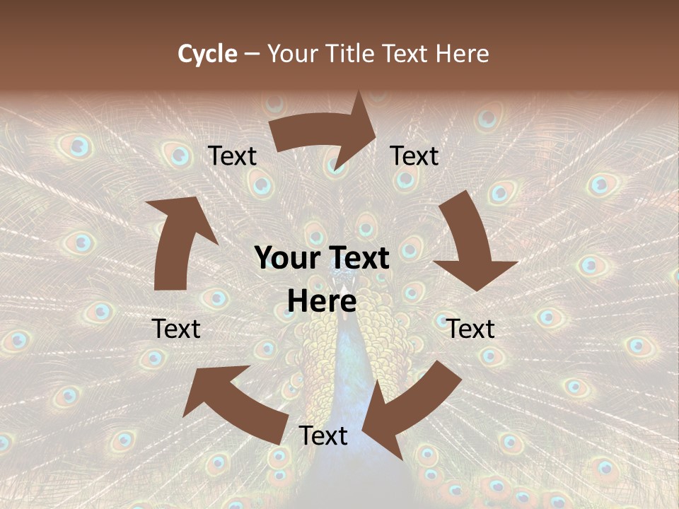 A Peacock With Its Feathers Spread Out PowerPoint Template