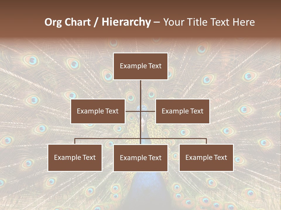 A Peacock With Its Feathers Spread Out PowerPoint Template
