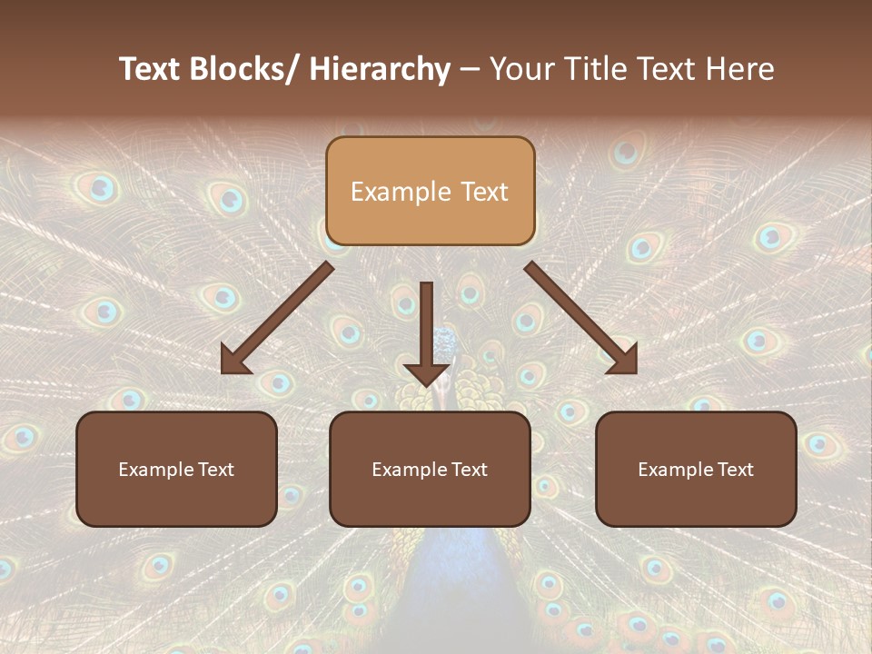 A Peacock With Its Feathers Spread Out PowerPoint Template