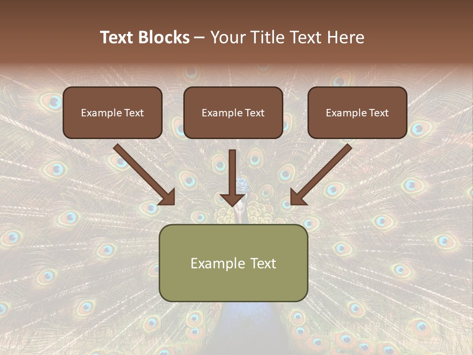 A Peacock With Its Feathers Spread Out PowerPoint Template