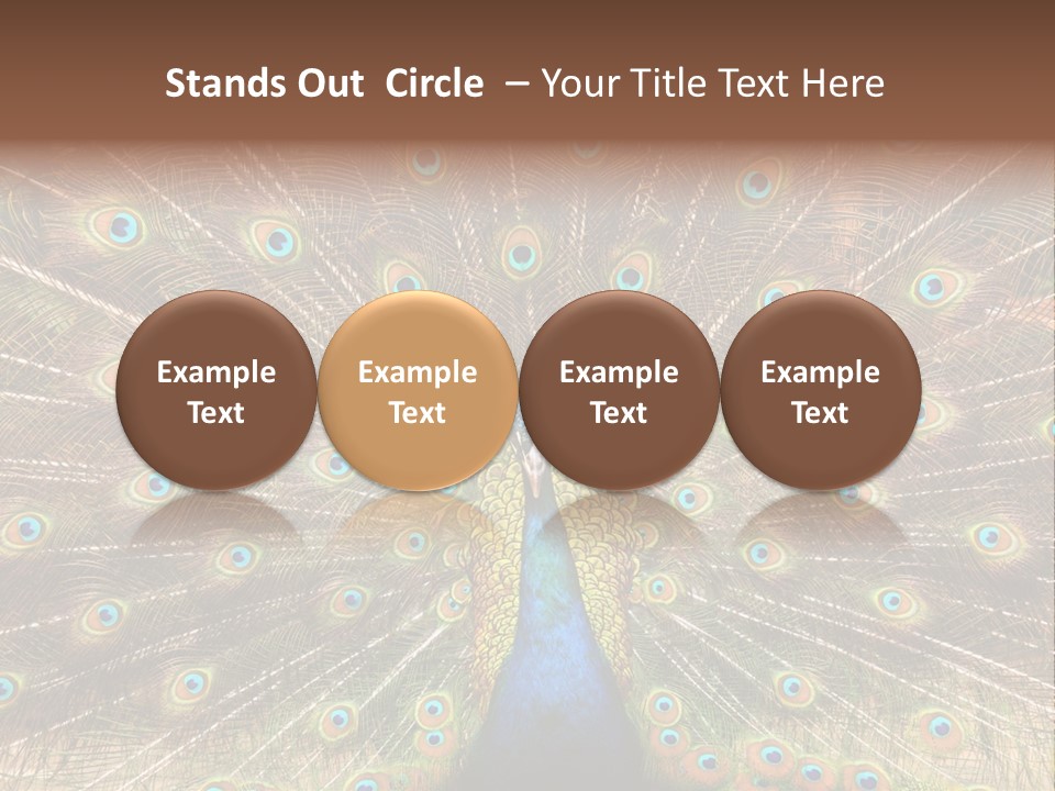 A Peacock With Its Feathers Spread Out PowerPoint Template