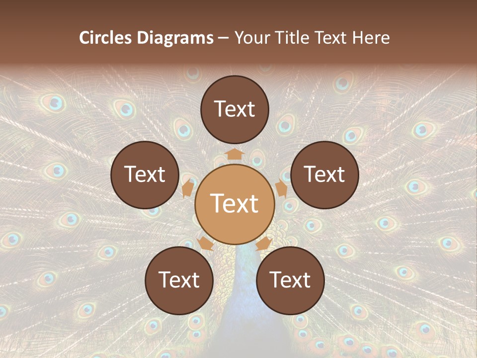 A Peacock With Its Feathers Spread Out PowerPoint Template