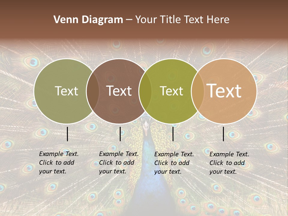 A Peacock With Its Feathers Spread Out PowerPoint Template