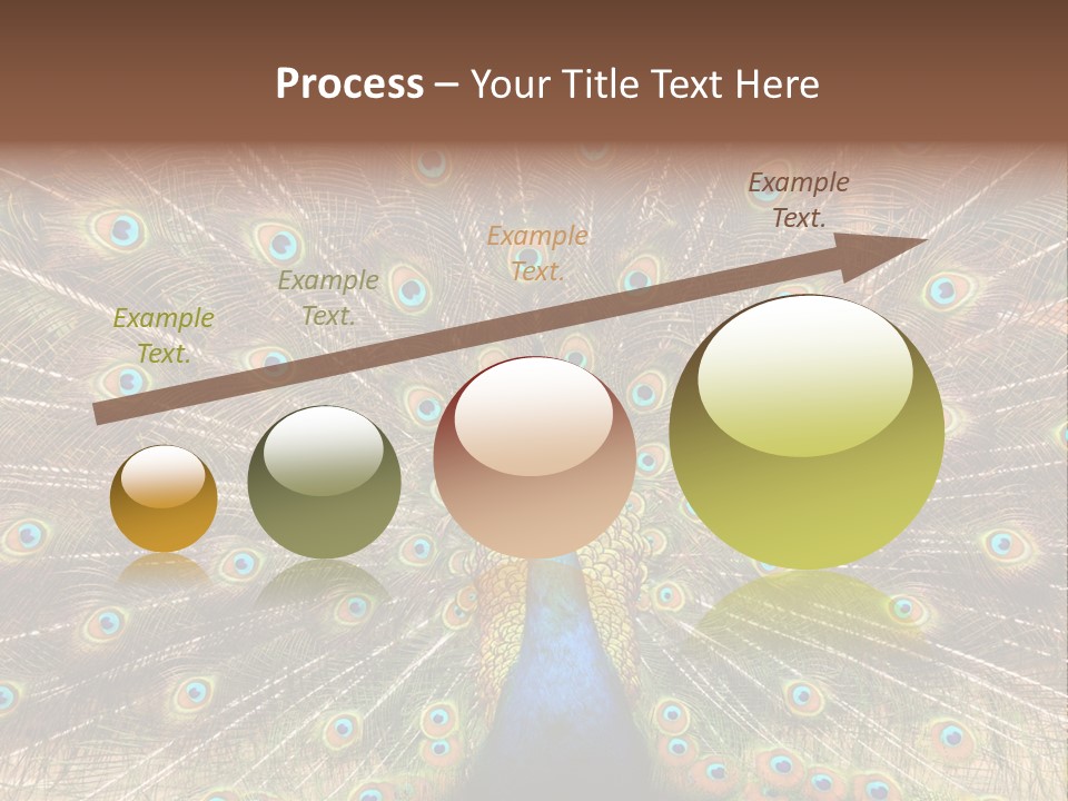 A Peacock With Its Feathers Spread Out PowerPoint Template