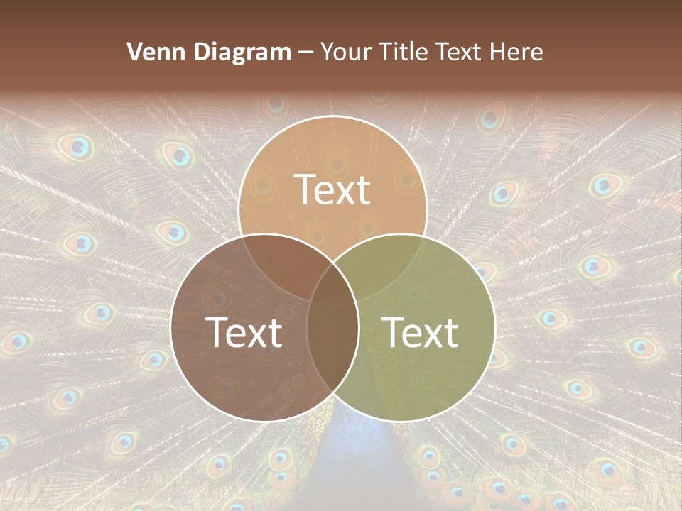 A Peacock With Its Feathers Spread Out PowerPoint Template