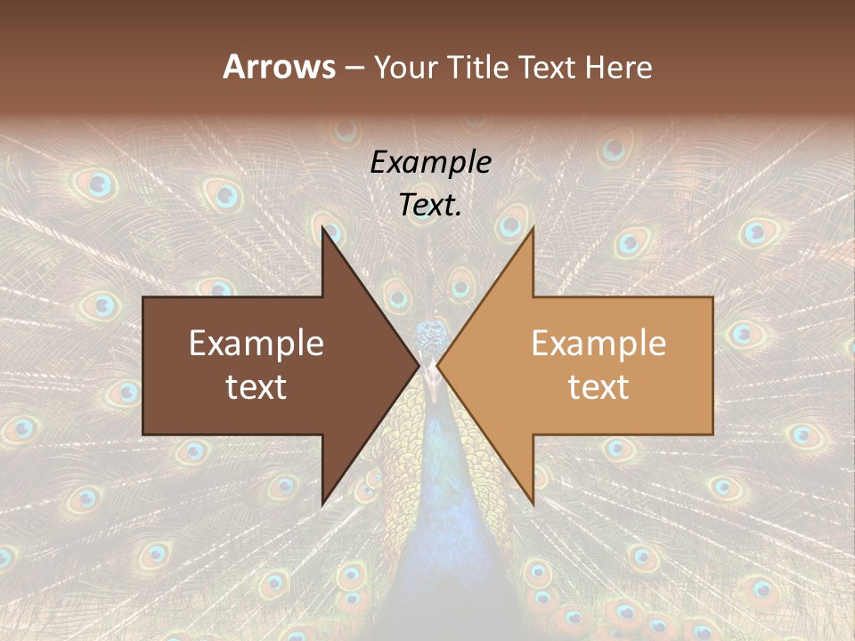 A Peacock With Its Feathers Spread Out PowerPoint Template