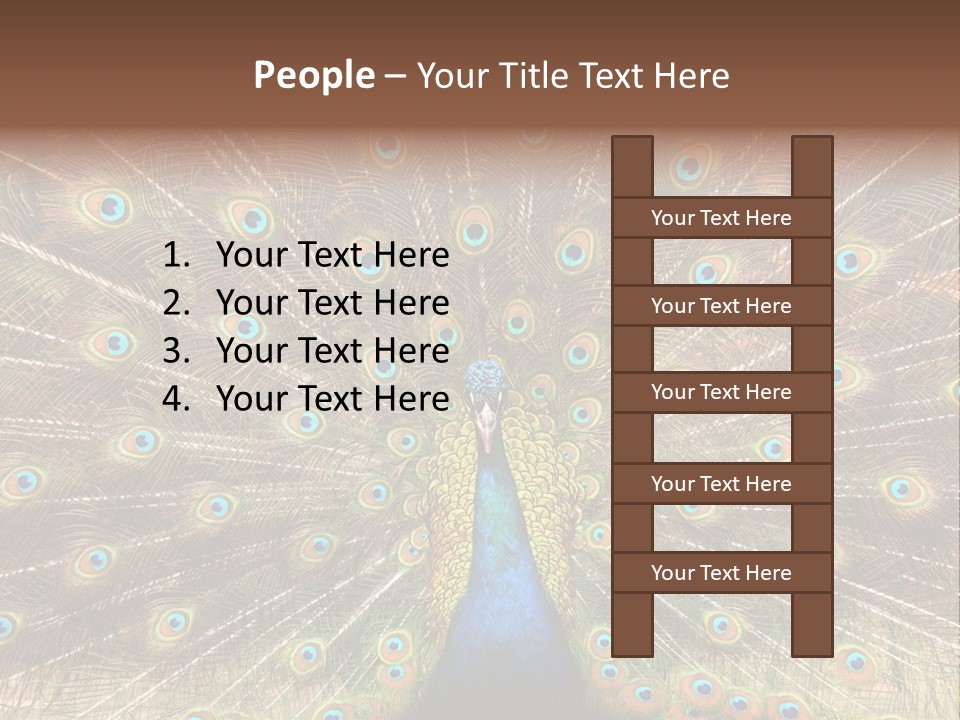 A Peacock With Its Feathers Spread Out PowerPoint Template