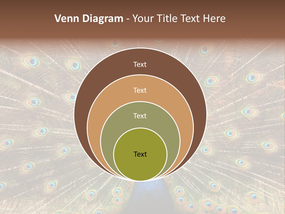 A Peacock With Its Feathers Spread Out PowerPoint Template