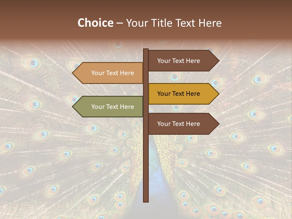 A Peacock With Its Feathers Spread Out PowerPoint Template