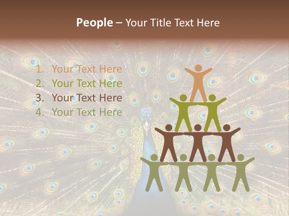 A Peacock With Its Feathers Spread Out PowerPoint Template