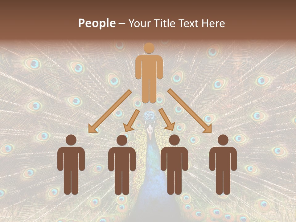 A Peacock With Its Feathers Spread Out PowerPoint Template