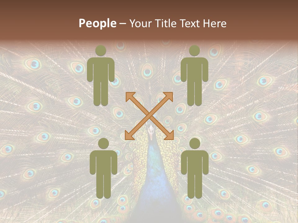 A Peacock With Its Feathers Spread Out PowerPoint Template