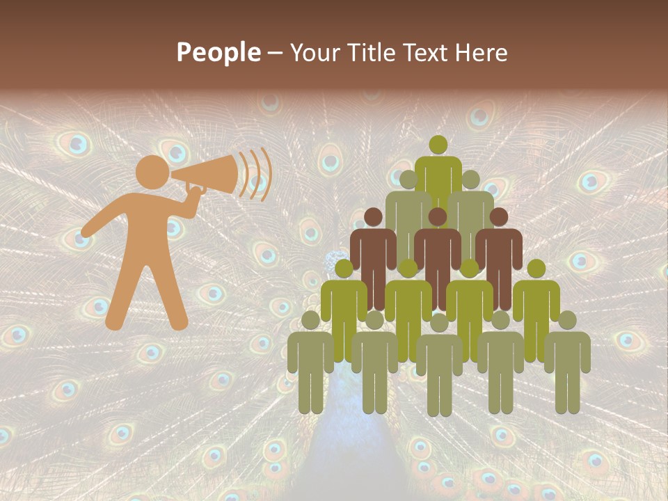 A Peacock With Its Feathers Spread Out PowerPoint Template