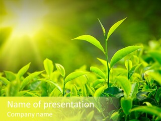 Kerala South Munnar PowerPoint Template