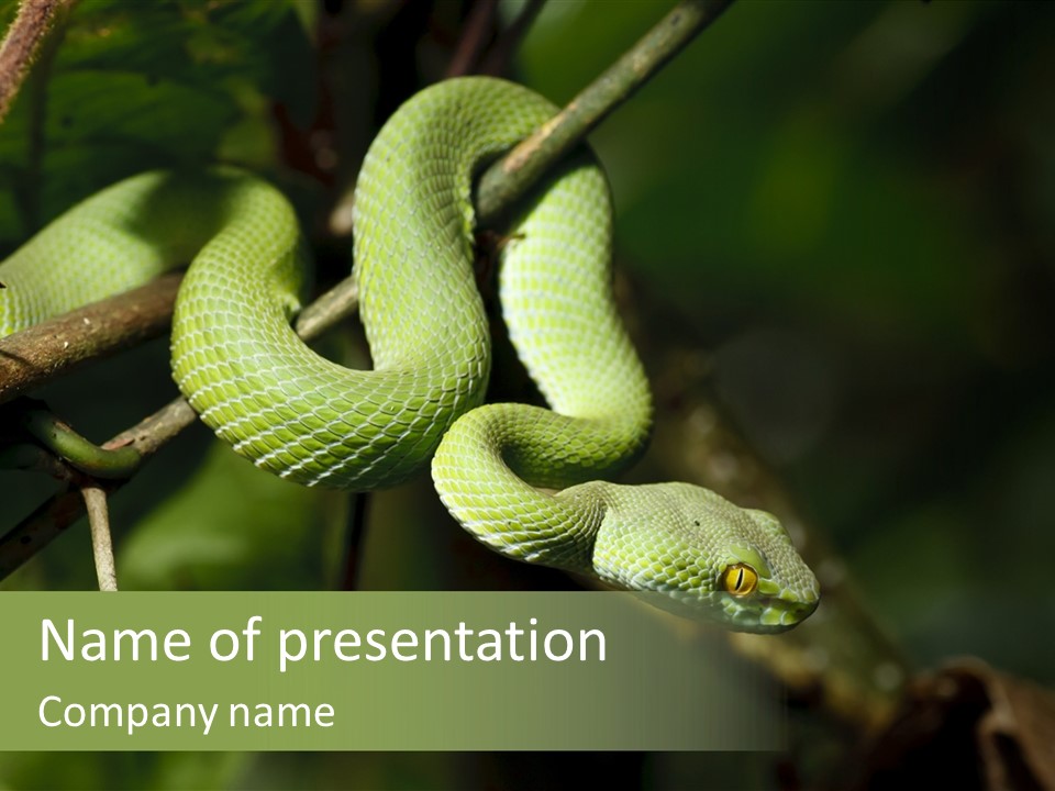 Garden Wild Snake PowerPoint Template