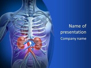 Medicine Rib Cage Internal Organ PowerPoint Template