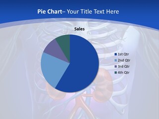 Medicine Rib Cage Internal Organ PowerPoint Template