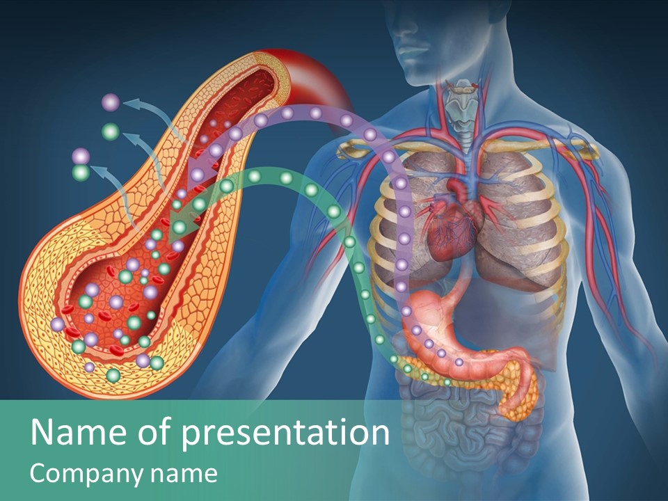 Belly Biology Weakness PowerPoint Template