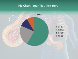 Belly Biology Weakness PowerPoint Template