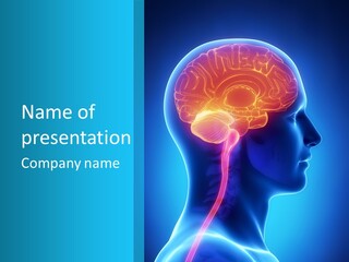 Diagnose Front Corpus Midbrain PowerPoint Template