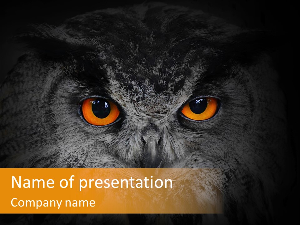 Eagle Head Close Up Eagle Owl PowerPoint Template