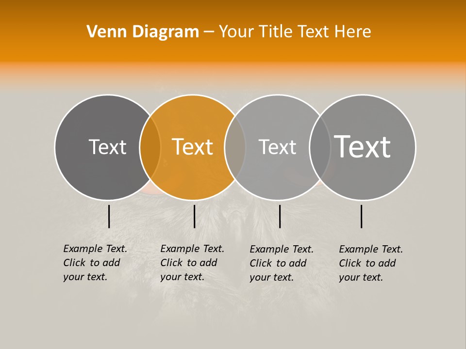 Eagle Head Close Up Eagle Owl PowerPoint Template
