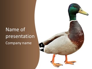 Drake Hunting Wildfowl PowerPoint Template