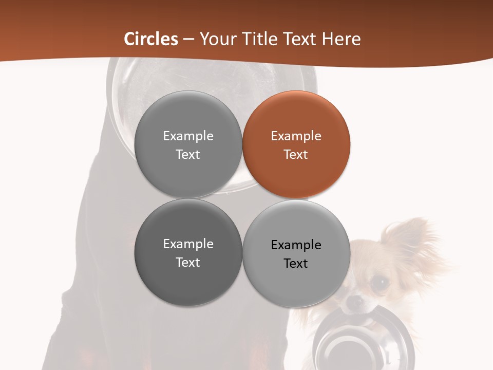 Pet Brown Cute PowerPoint Template