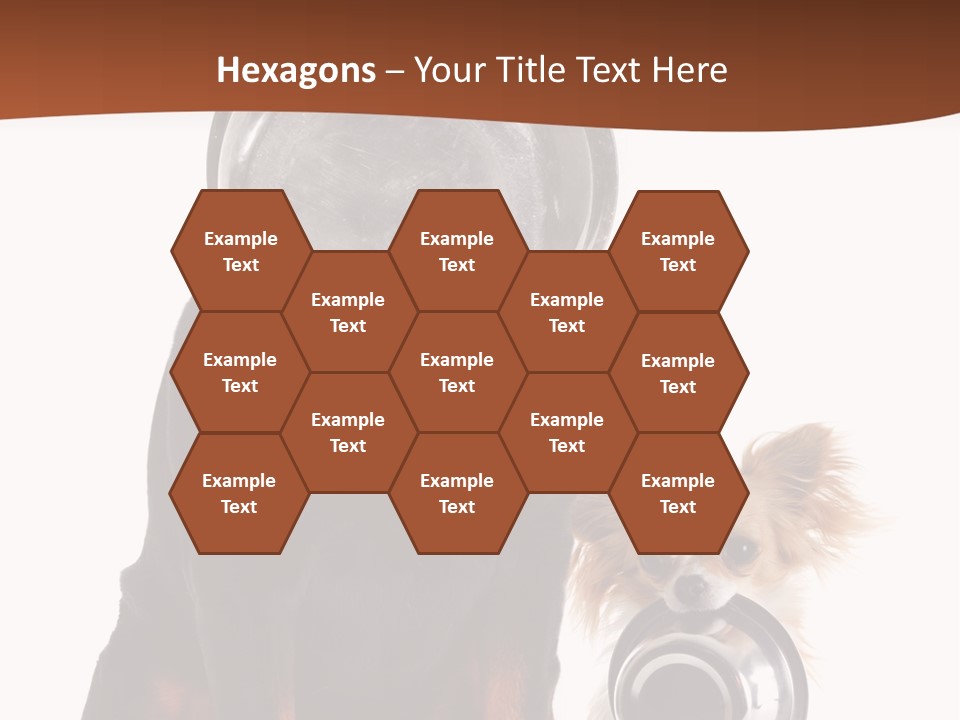 Pet Brown Cute PowerPoint Template