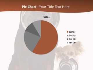 Pet Brown Cute PowerPoint Template