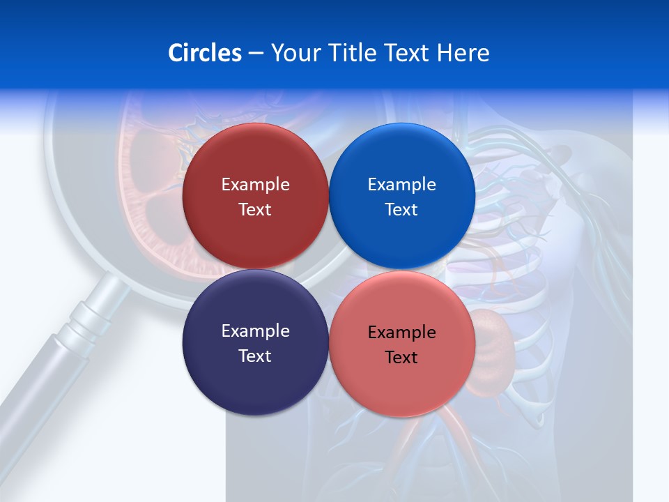 Arteries Details Science PowerPoint Template