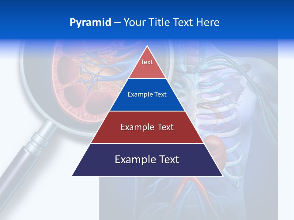 Arteries Details Science PowerPoint Template