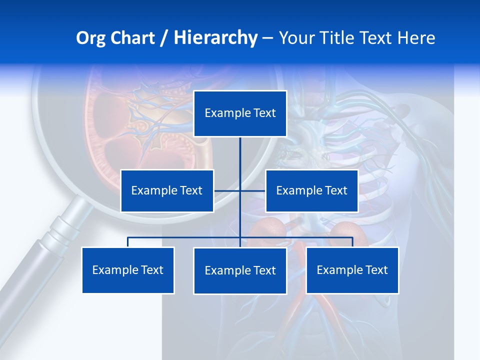 Arteries Details Science PowerPoint Template