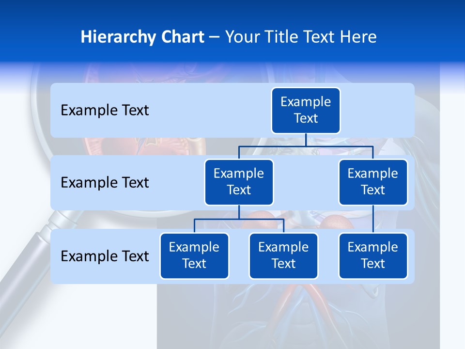 Arteries Details Science PowerPoint Template