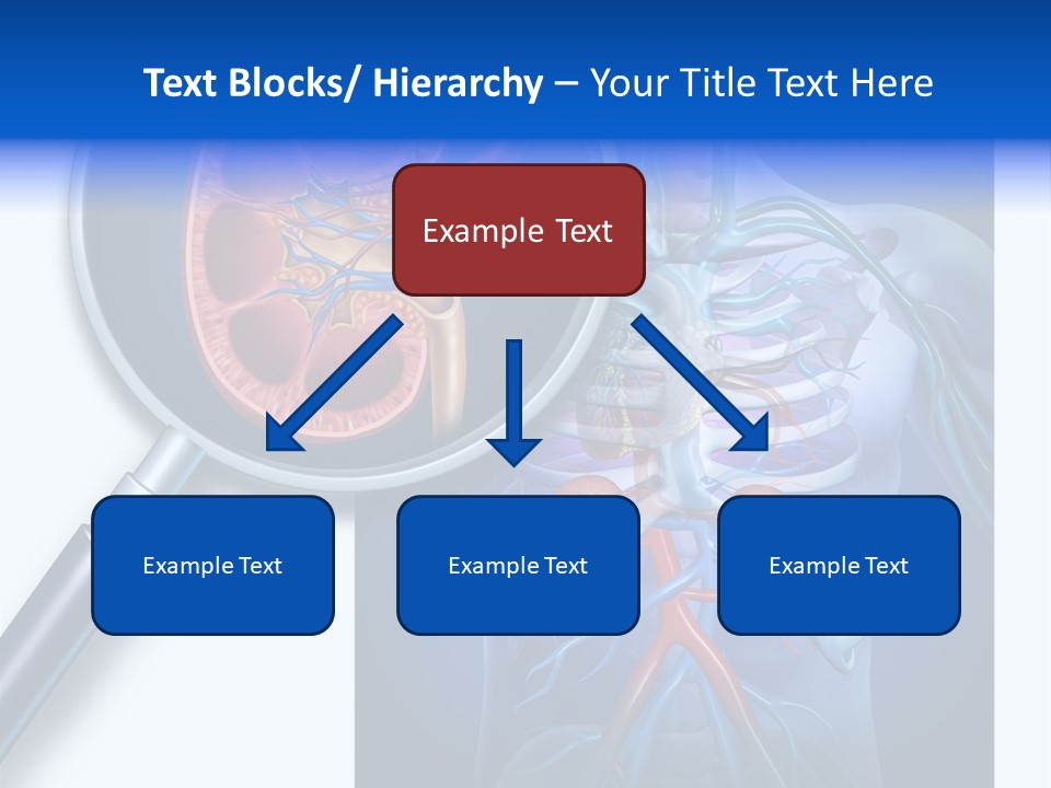 Arteries Details Science PowerPoint Template