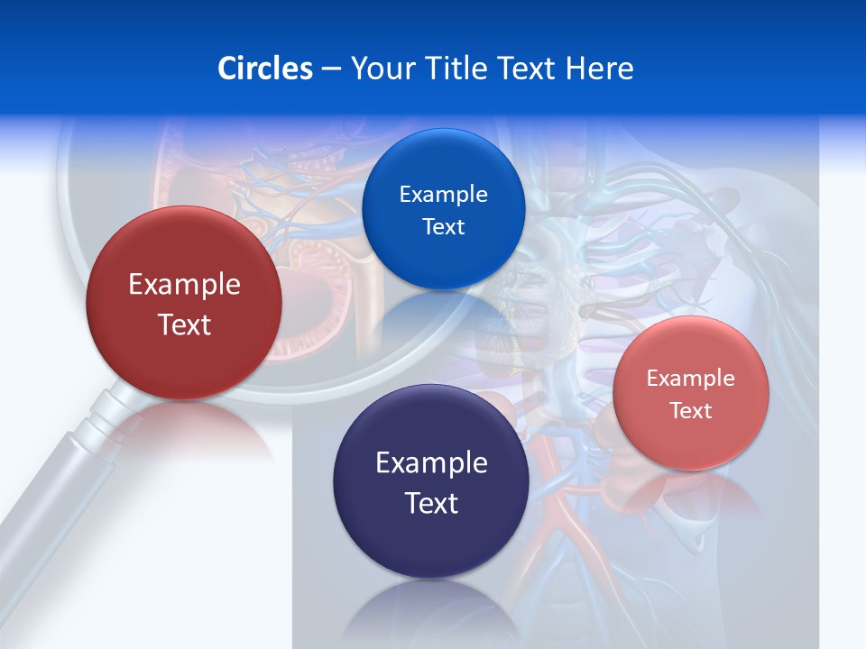 Arteries Details Science PowerPoint Template