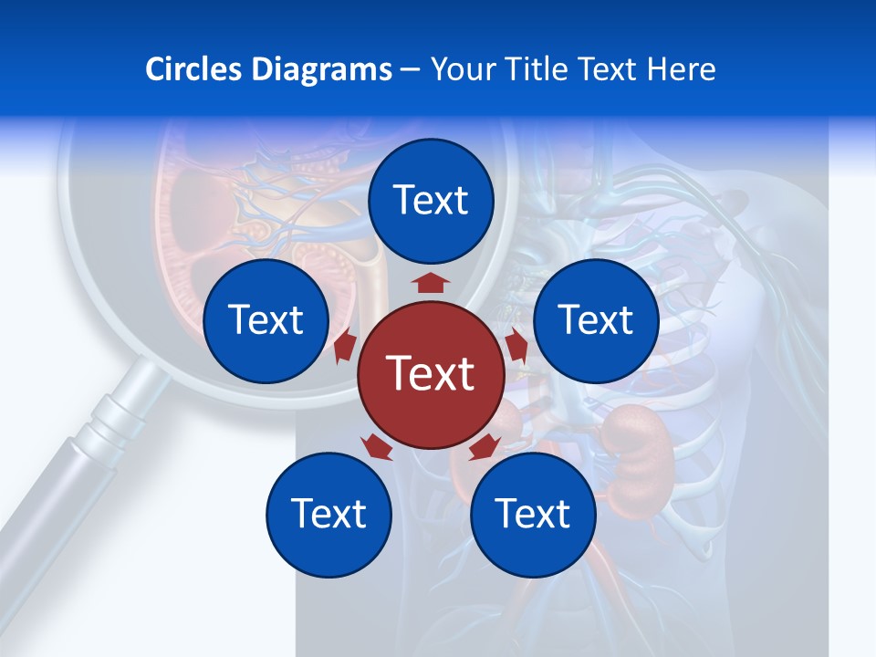 Arteries Details Science PowerPoint Template