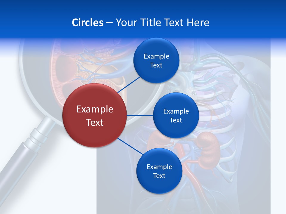 Arteries Details Science PowerPoint Template