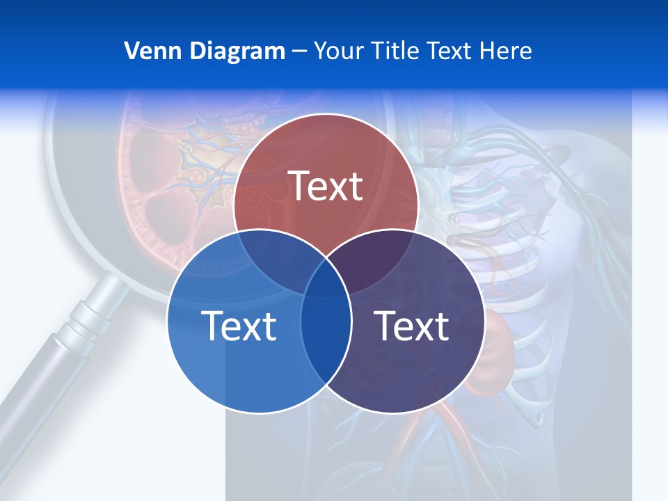 Arteries Details Science PowerPoint Template