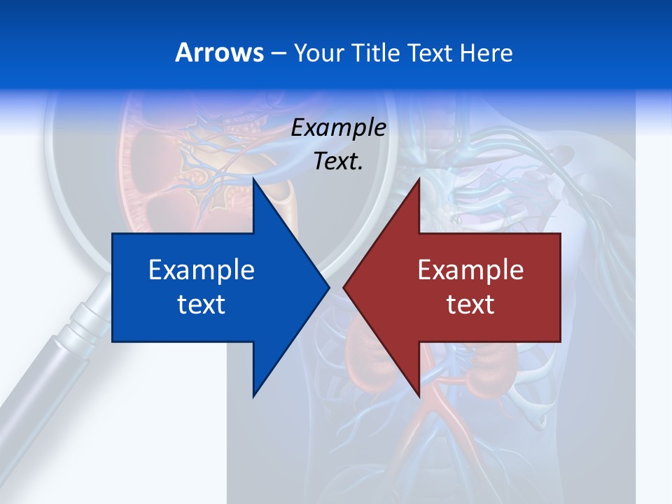 Arteries Details Science PowerPoint Template